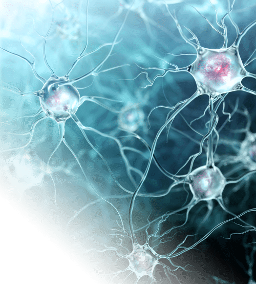 neurons
