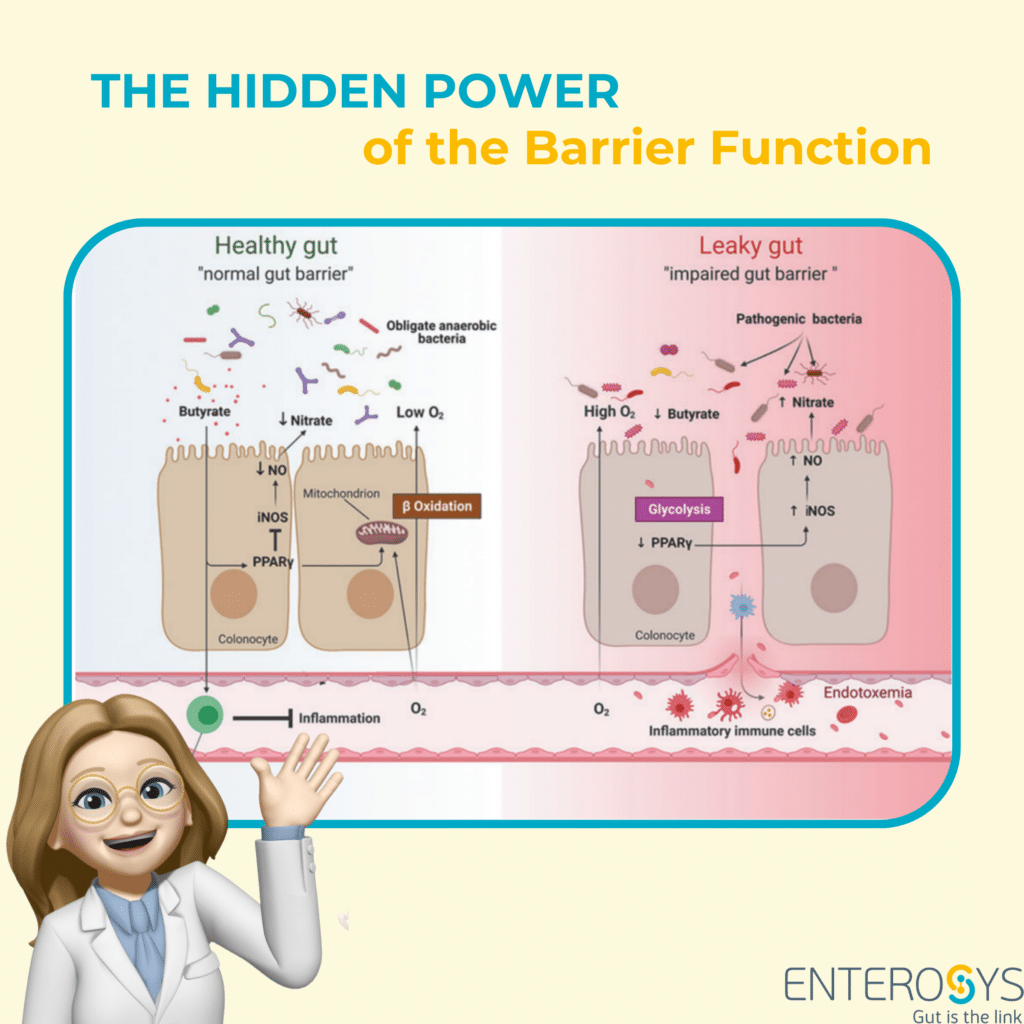 The intestinal barrier: a key player in systemic health