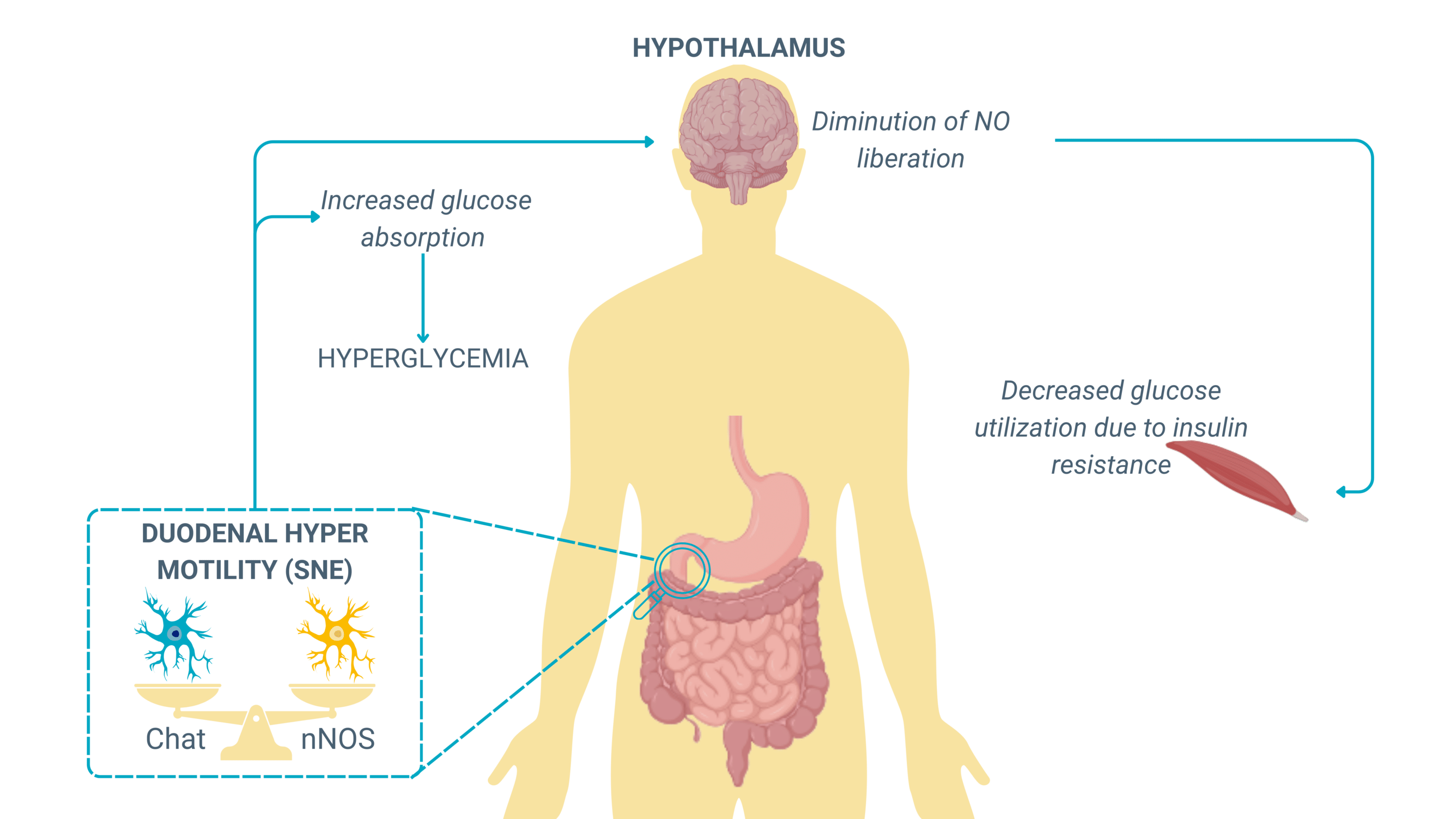 gut-motility-glucose-sensing