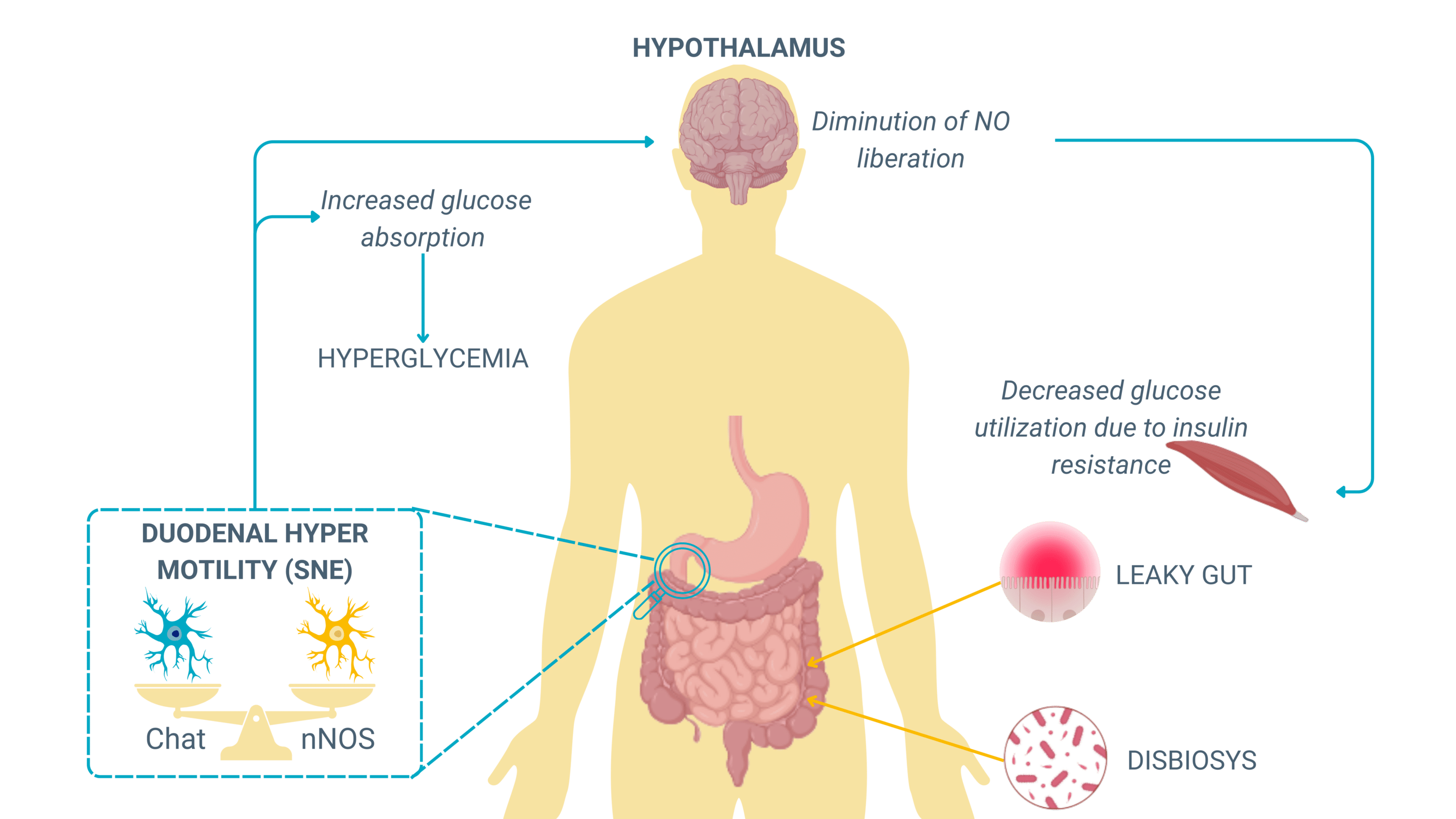 gut-motility-factors