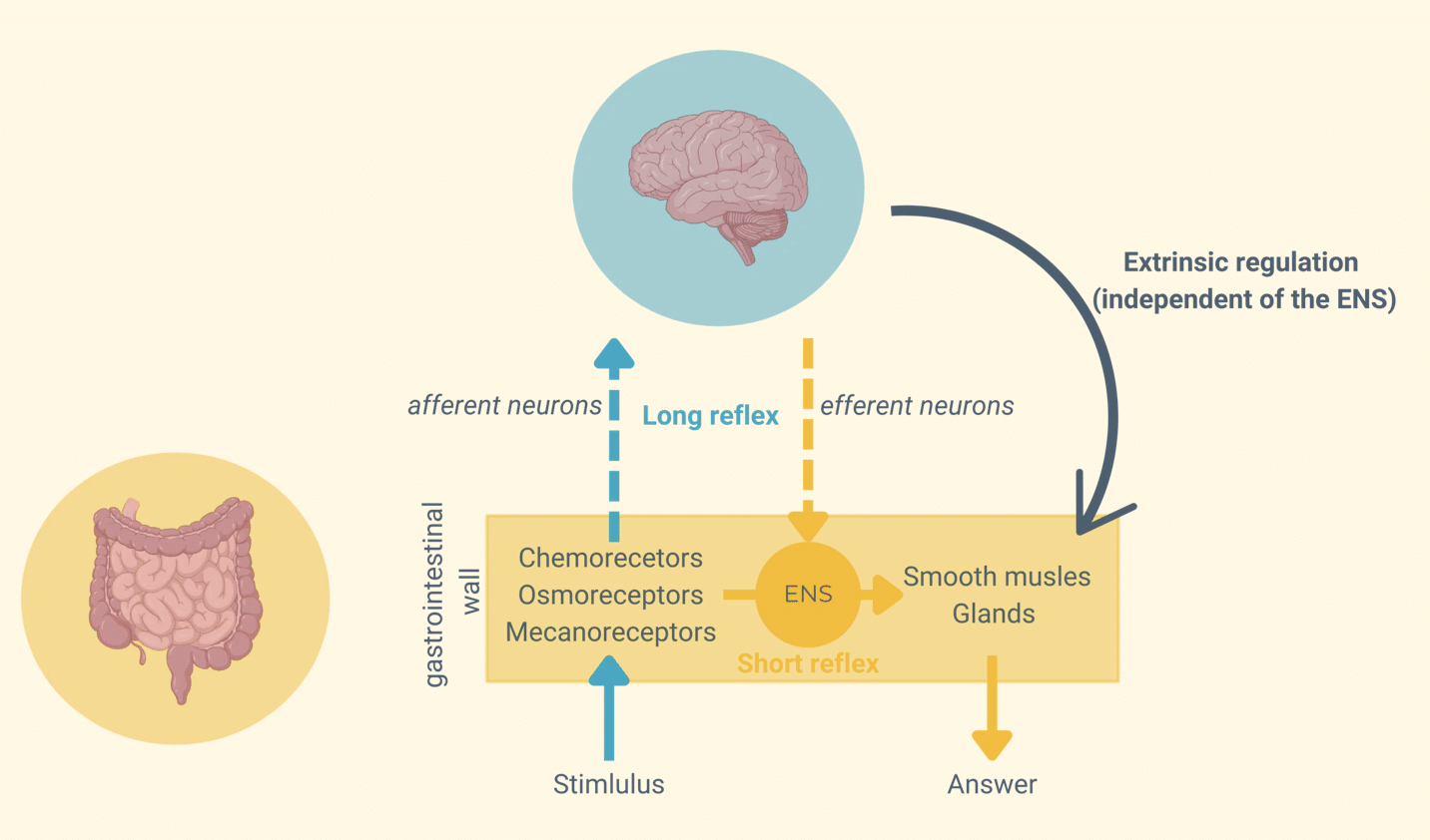 gut-motility-long-short-reflex